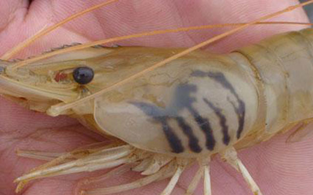 bệnh đen mang trên tôm